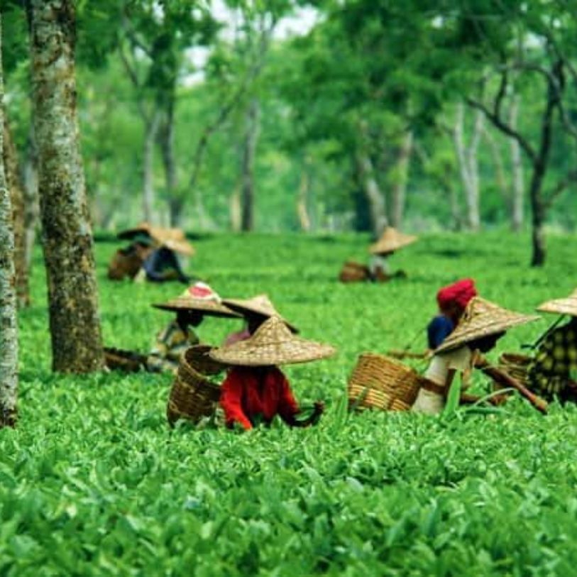 Assam
